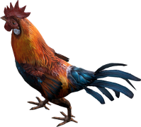 Rooster