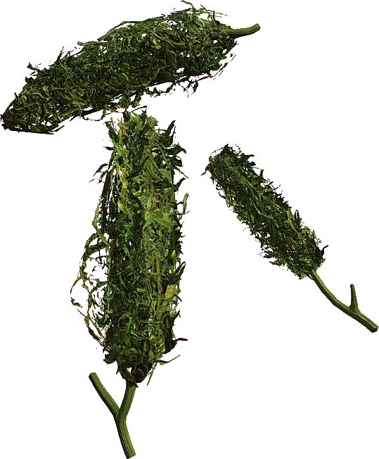 Cannabis