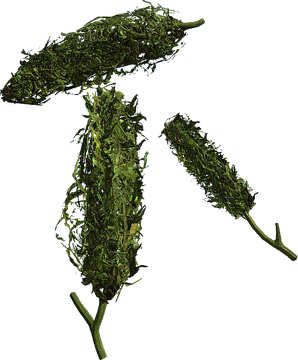 Cannabis - DayZ Wiki