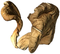 Oyster Mushroom (Dried)