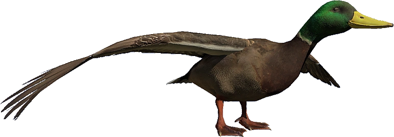 Duck
