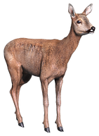 Doe