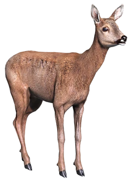 Doe