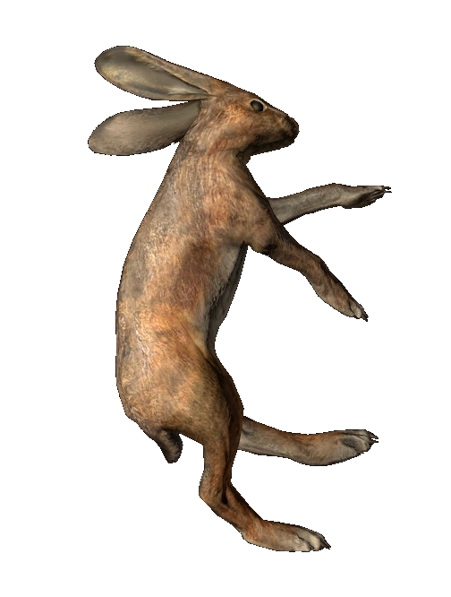 Hare
