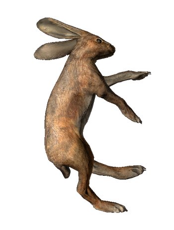 Hare