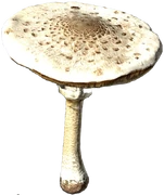 Parasol Mushroom (Raw)