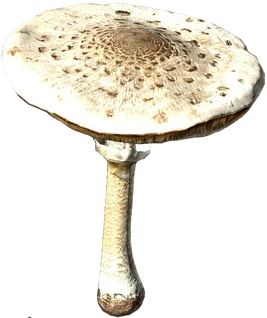MacrolepiotaMushroom Raw
