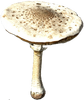 MacrolepiotaMushroom Raw.png