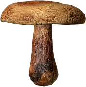 Field Mushroom (Baked)
