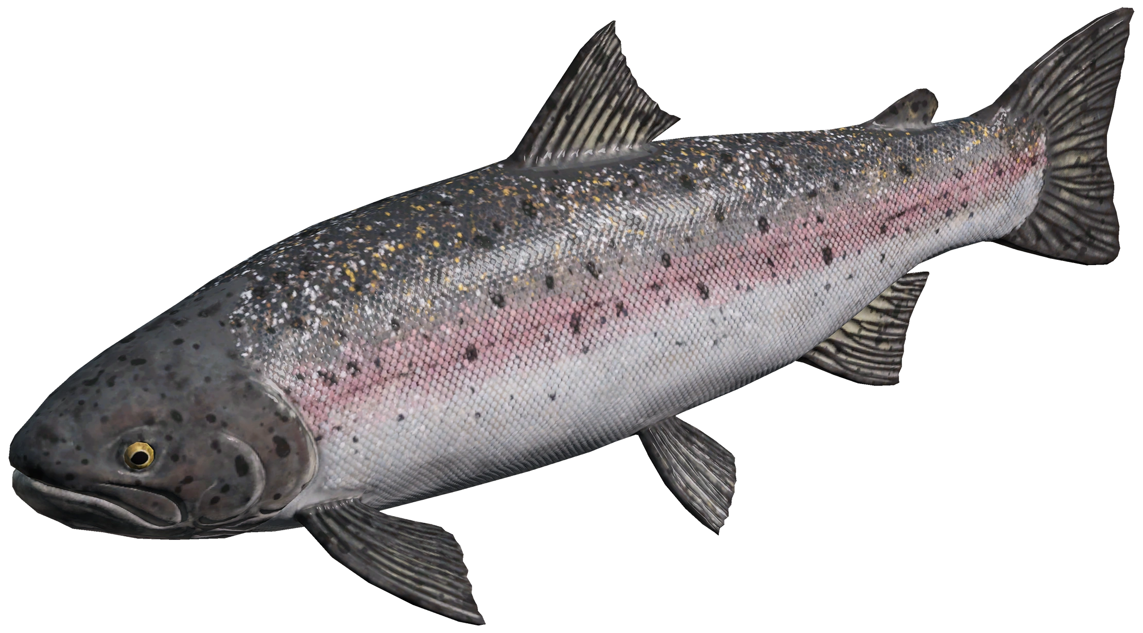 Steelhead Trout