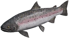 SteelheadTrout
