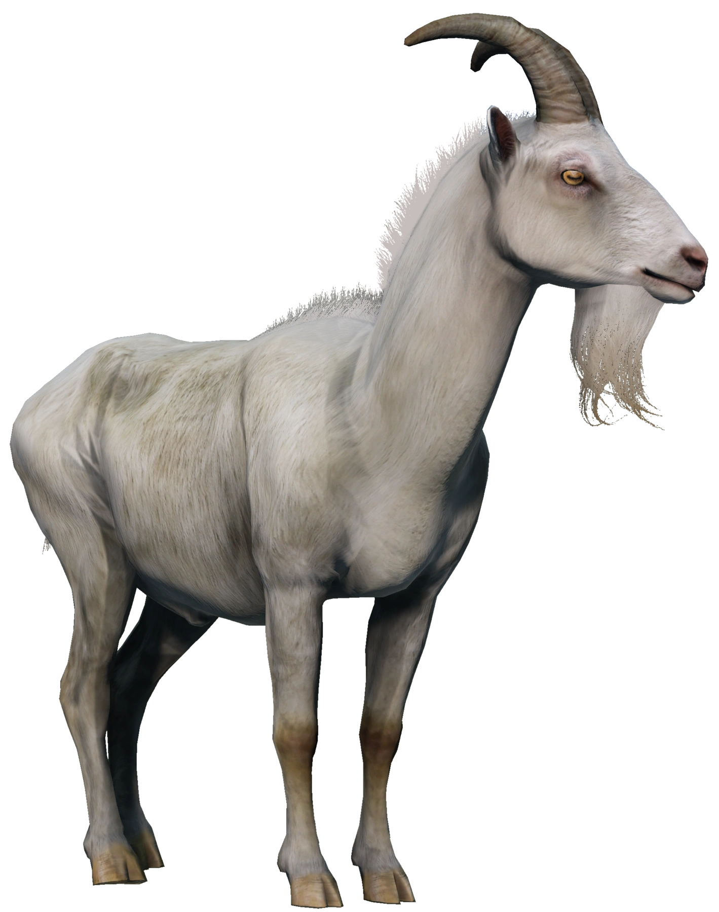 Goat