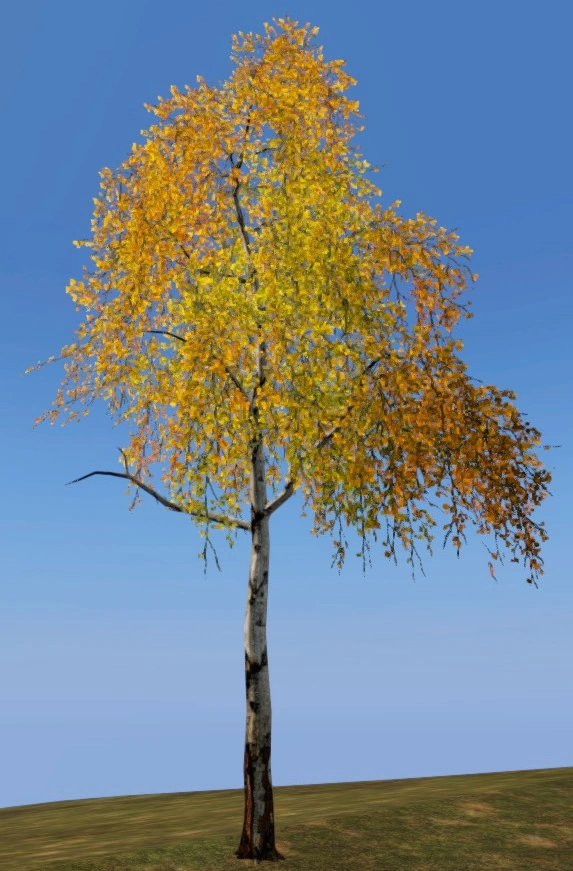 Birch Tree