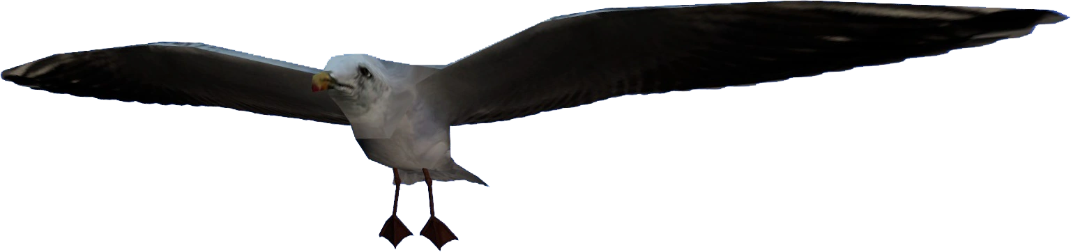 Front view of the seagull model.