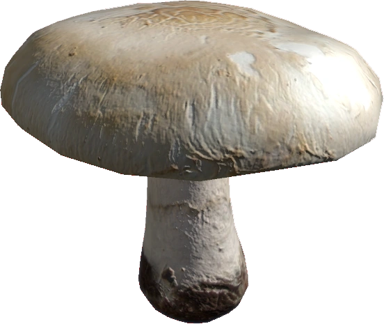 Field Mushroom