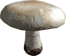 Field Mushroom (Raw)
