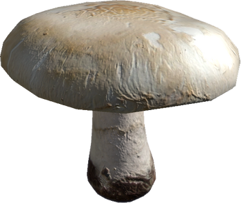 Champignon