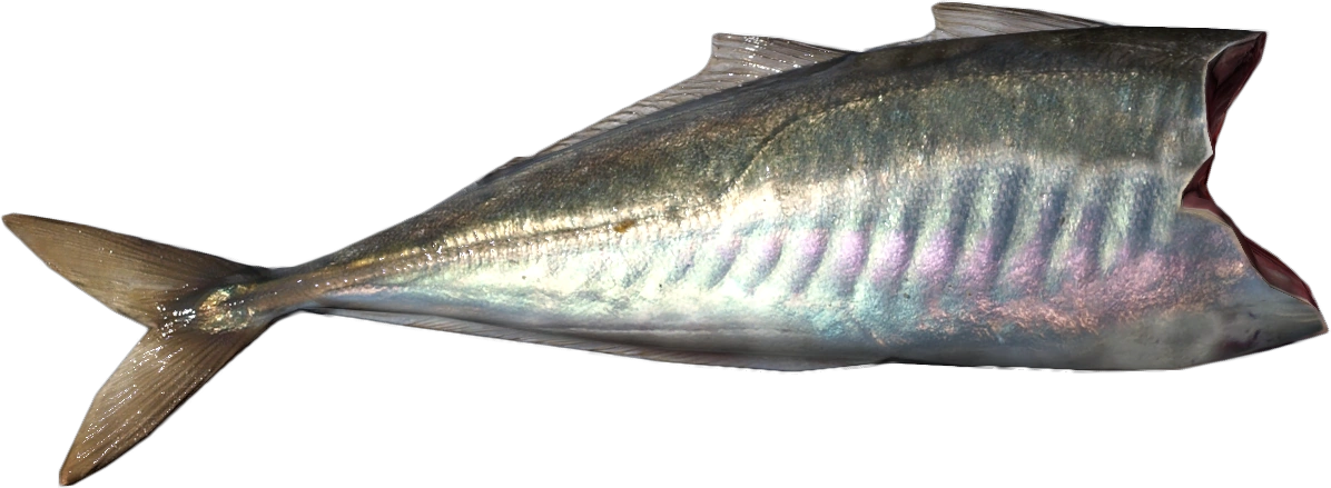 Mackerel Fillet <br> ('''Raw''')