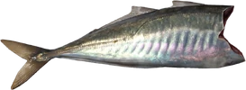 Mackerel Fillet (Raw)