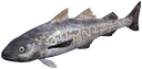 WalleyePollock