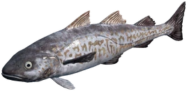 WalleyePollock