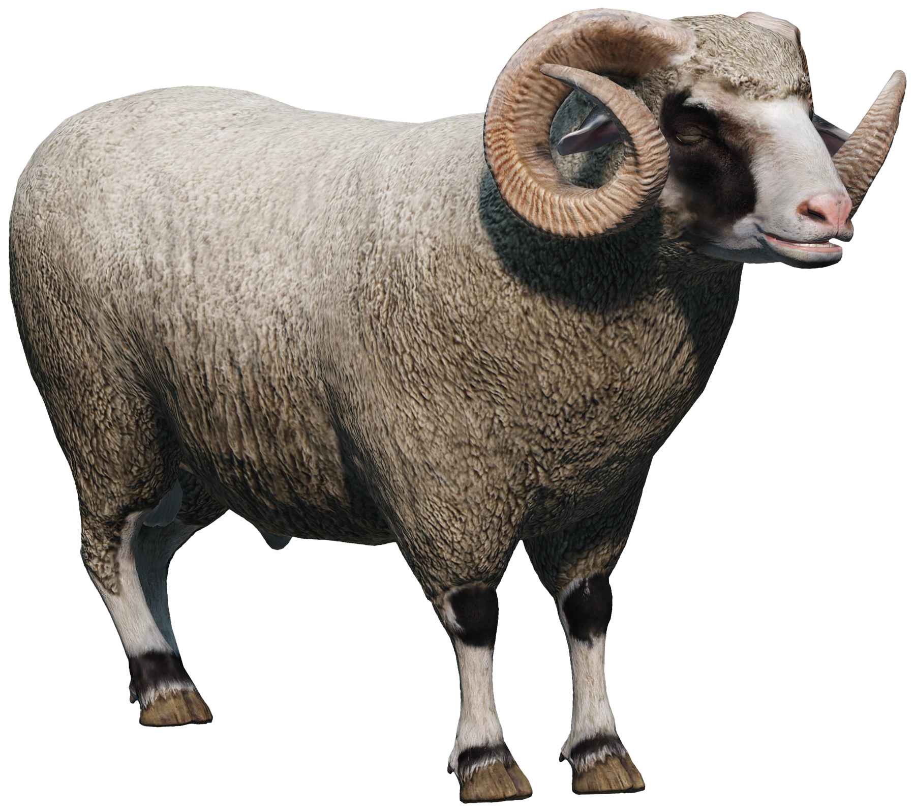 Ram