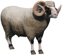 Ram