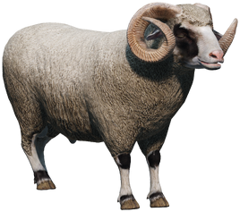 Ram