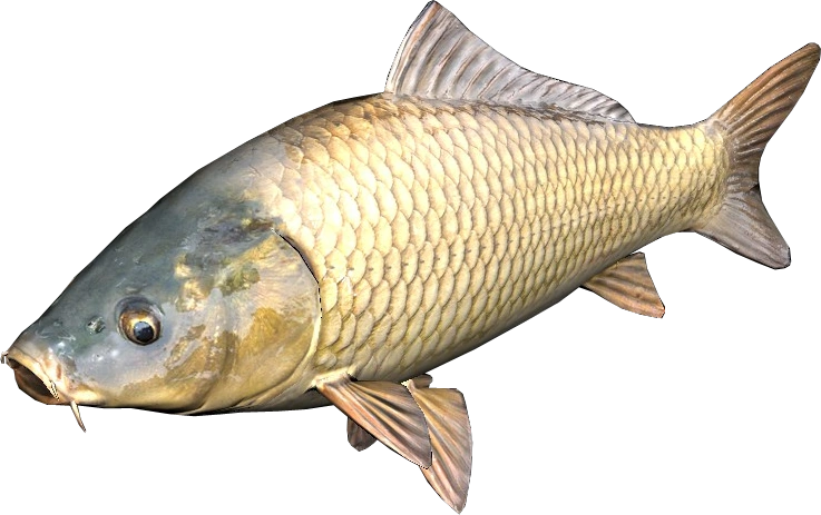 Carp