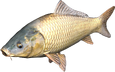 Carp4