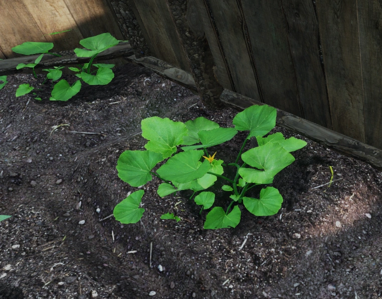 Pumpkin Plant
