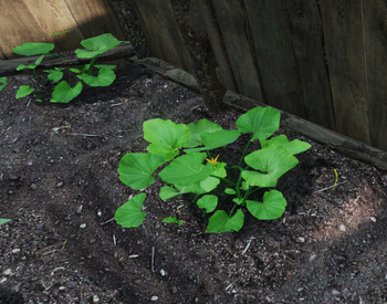 Pumpkin plant