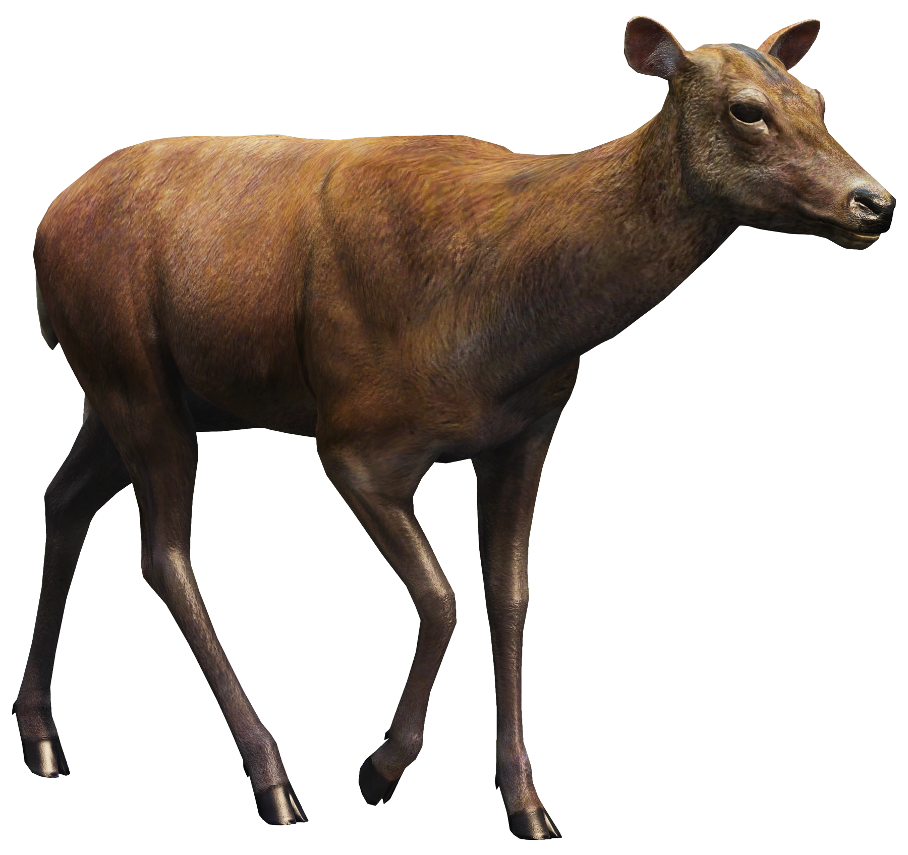 Hind