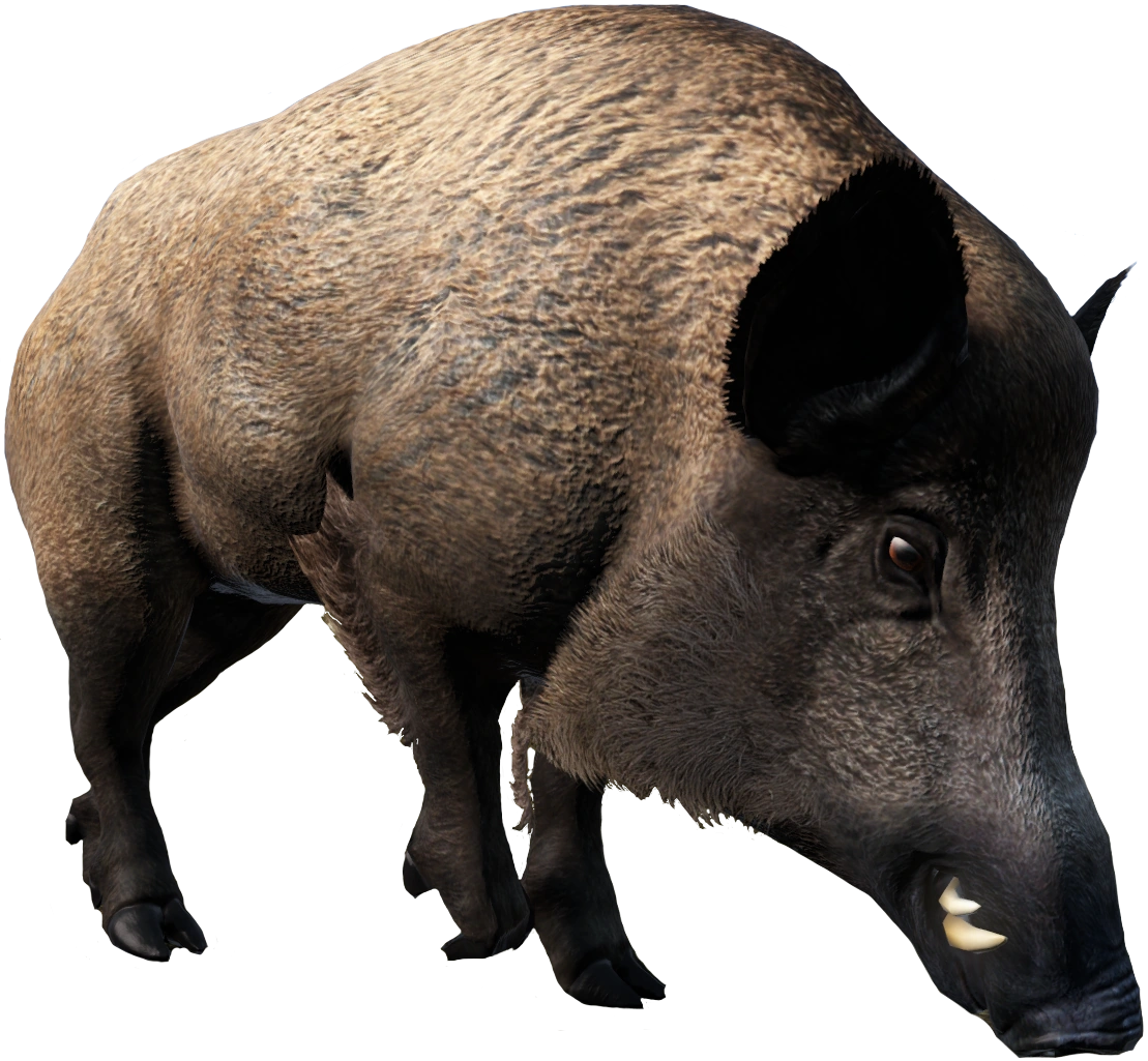 Wild Boar