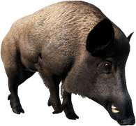 Wild Boar