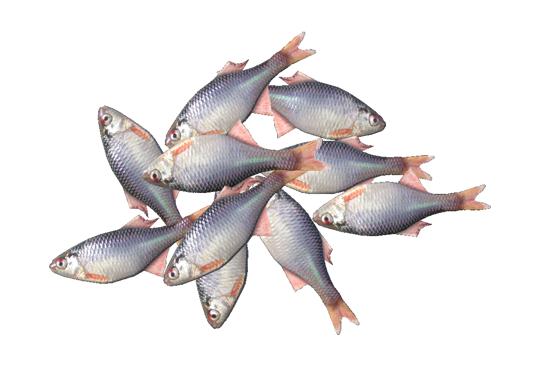 Bitterlings