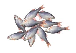 Bitterlings