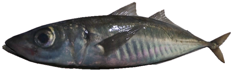 Mackerel