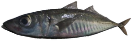 Mackerel