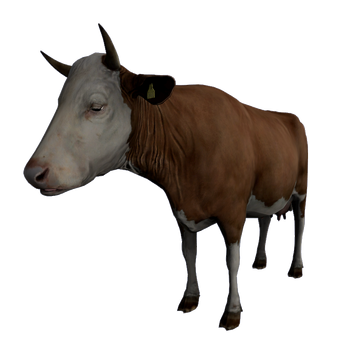 Cow