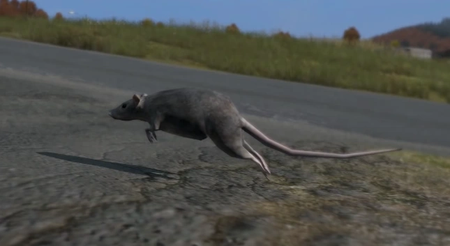 DayZ Rat.png