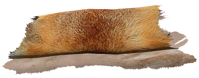 Fox Pelt