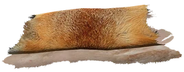 FoxPelt