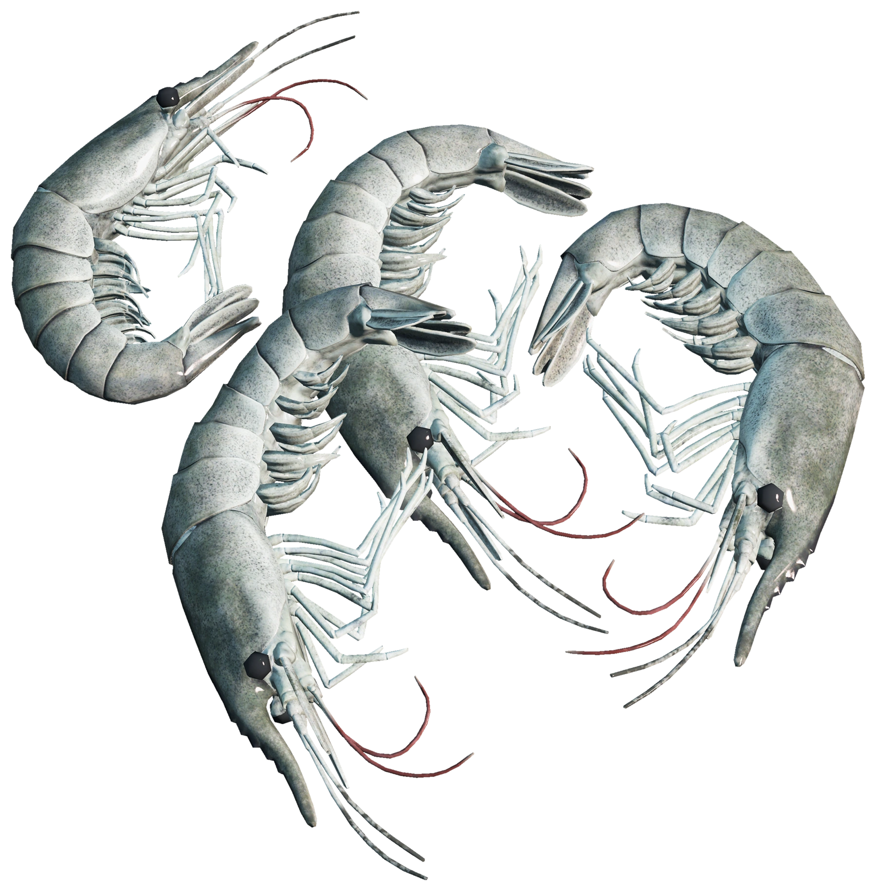 Shrimp
