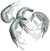 Shrimp