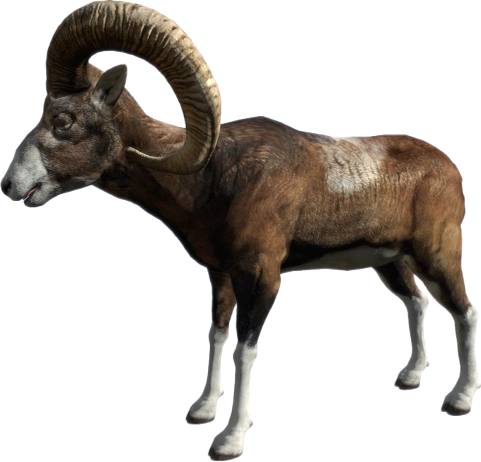 Mouflon