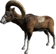 Mouflon