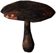 Fly Amanita (Burned)