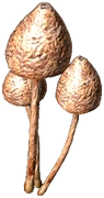 Liberty Cap (Boiled)