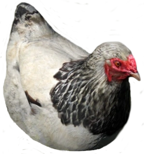 Hen